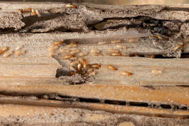 Best Commercial Pest Control Services  in Kiawah Island, SC